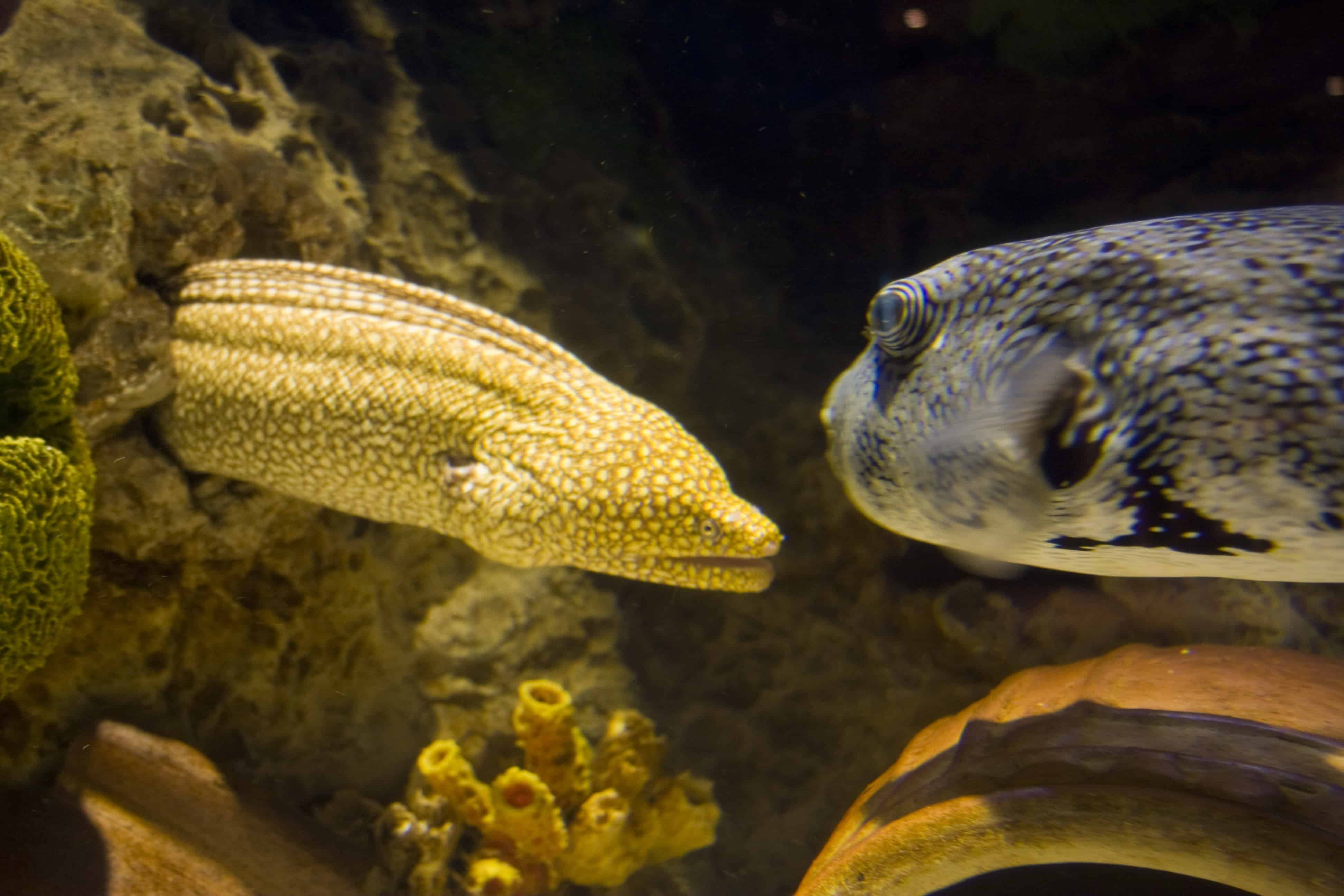 Underwater photography of eel confronting Blowfish