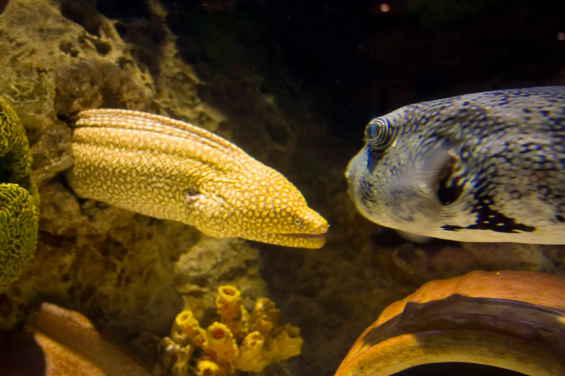 Underwater photography of eel confronting Blowfish